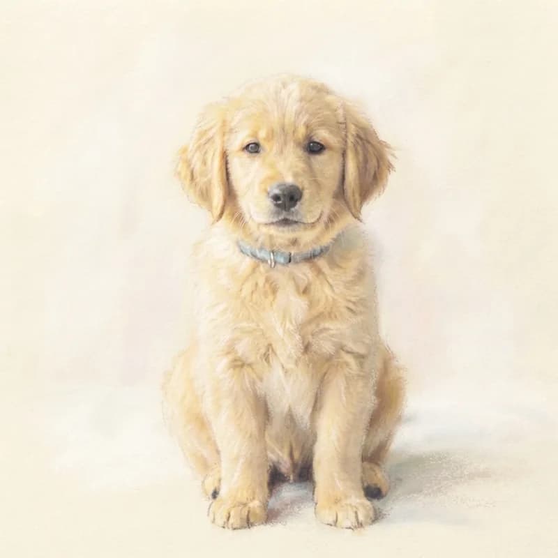 Minimal Pet Portrait